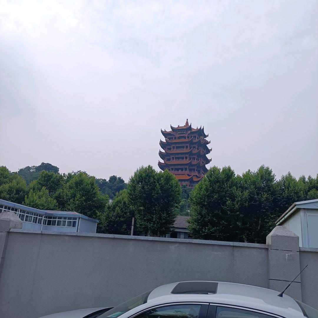 腊梅