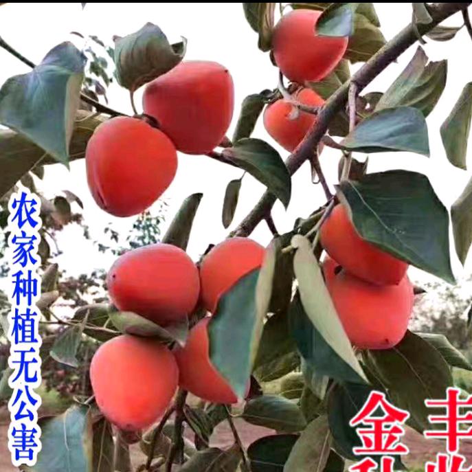 凯霖农业