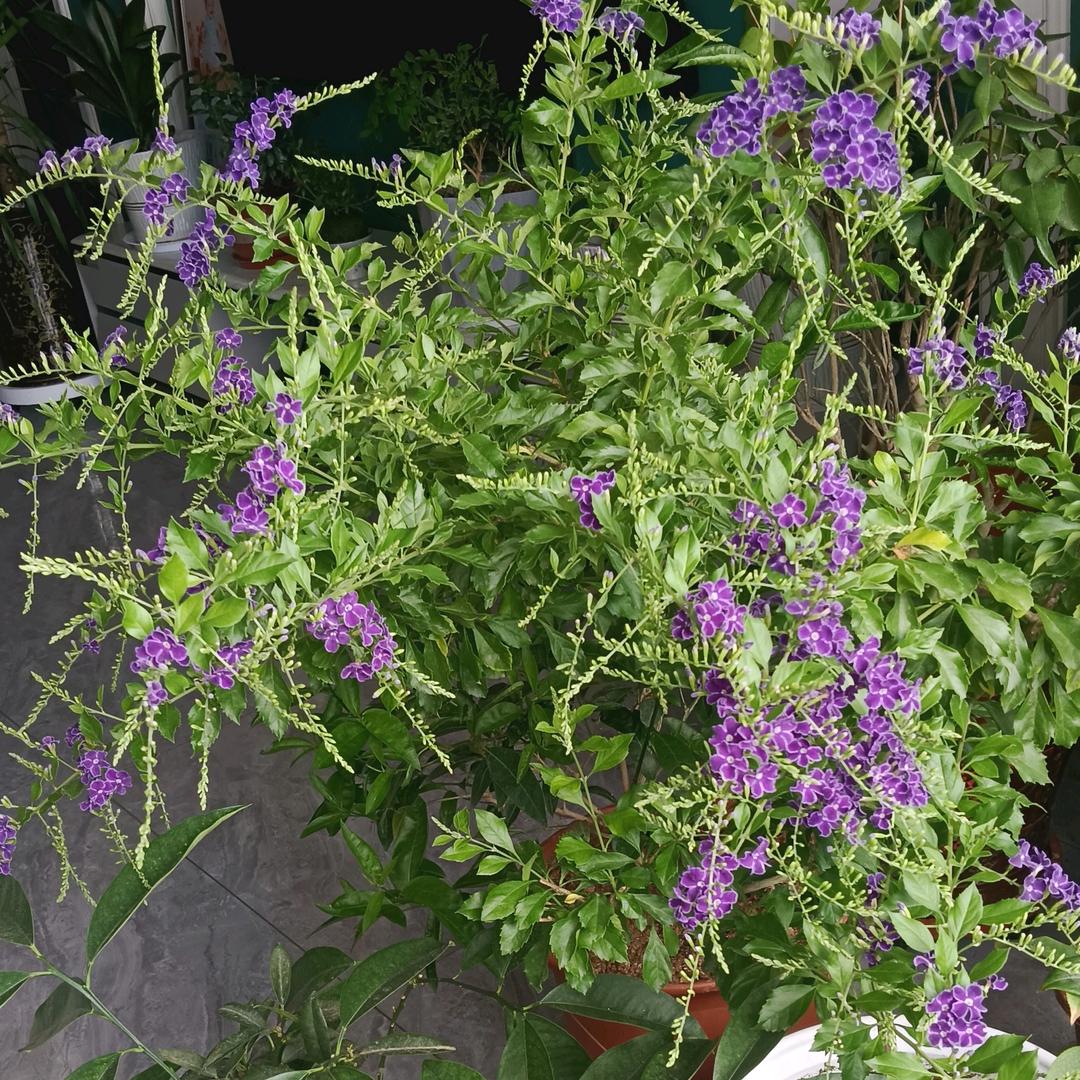 紫金烟花