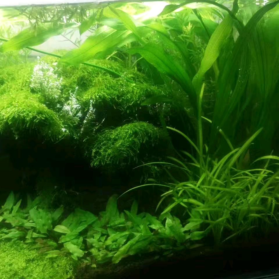 紫雁
