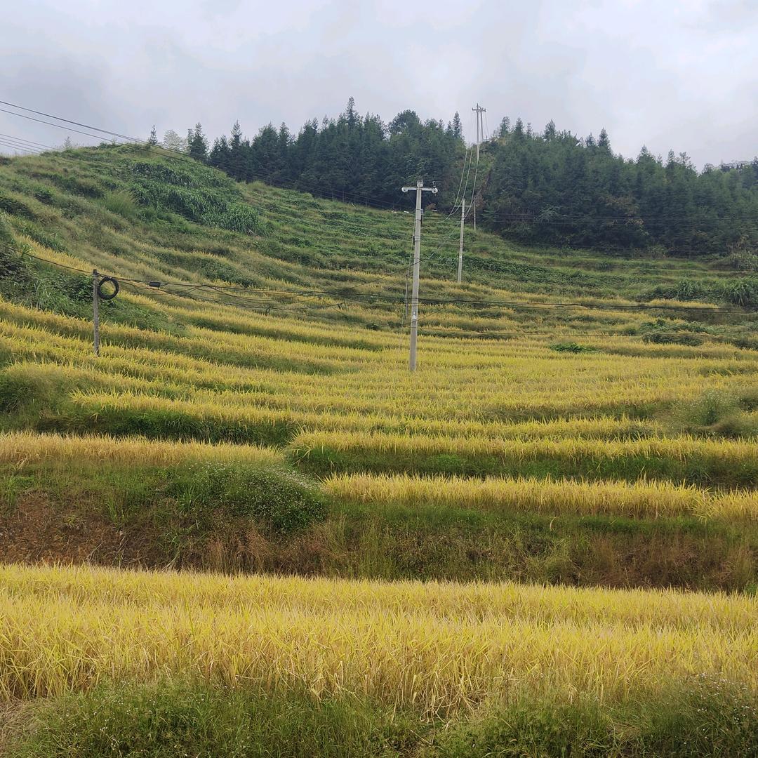 晚晚不碗