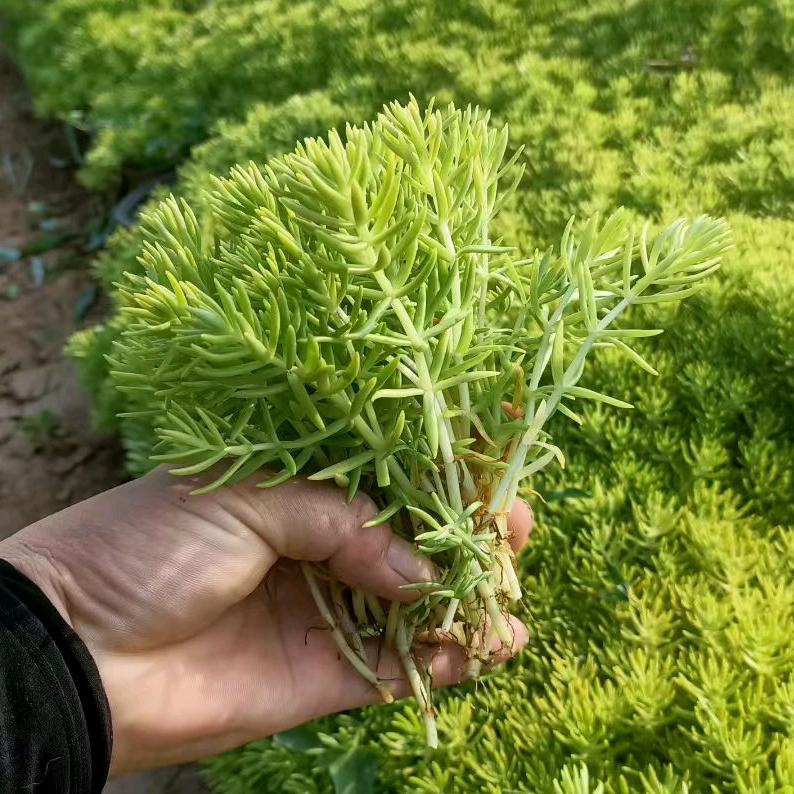 青州博琳花卉苗木