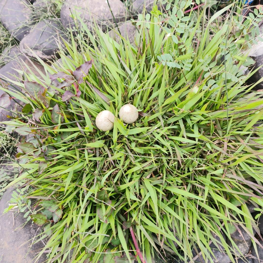 井水不犯河水