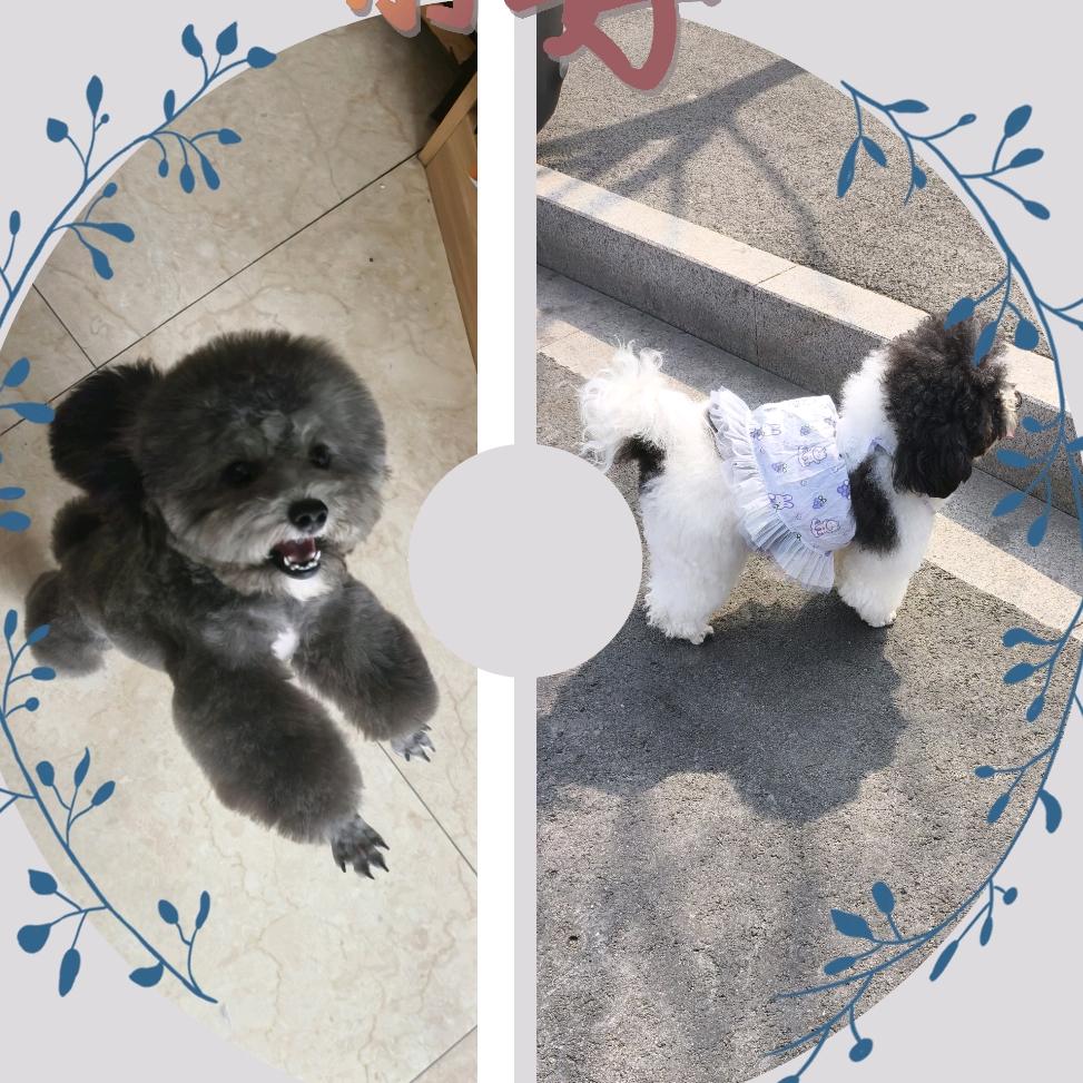 花宝呀➕小汤圆