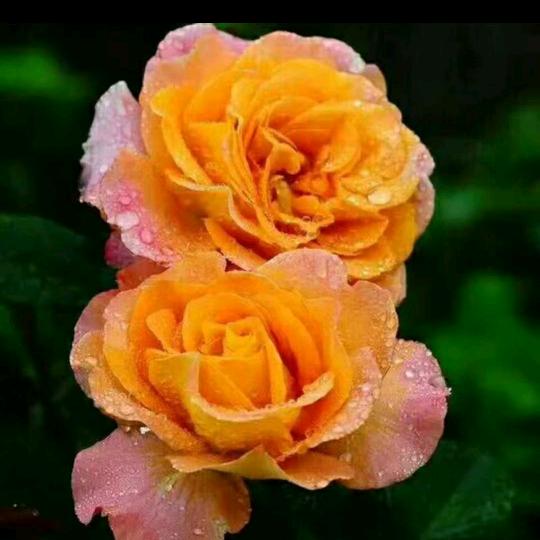 感情已欠费💔💔💔爱情已停机