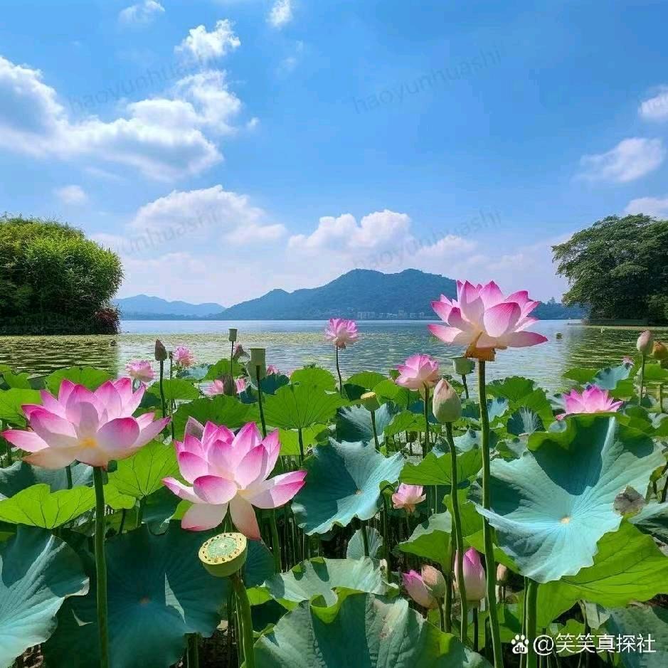 俩宝的奶奶
