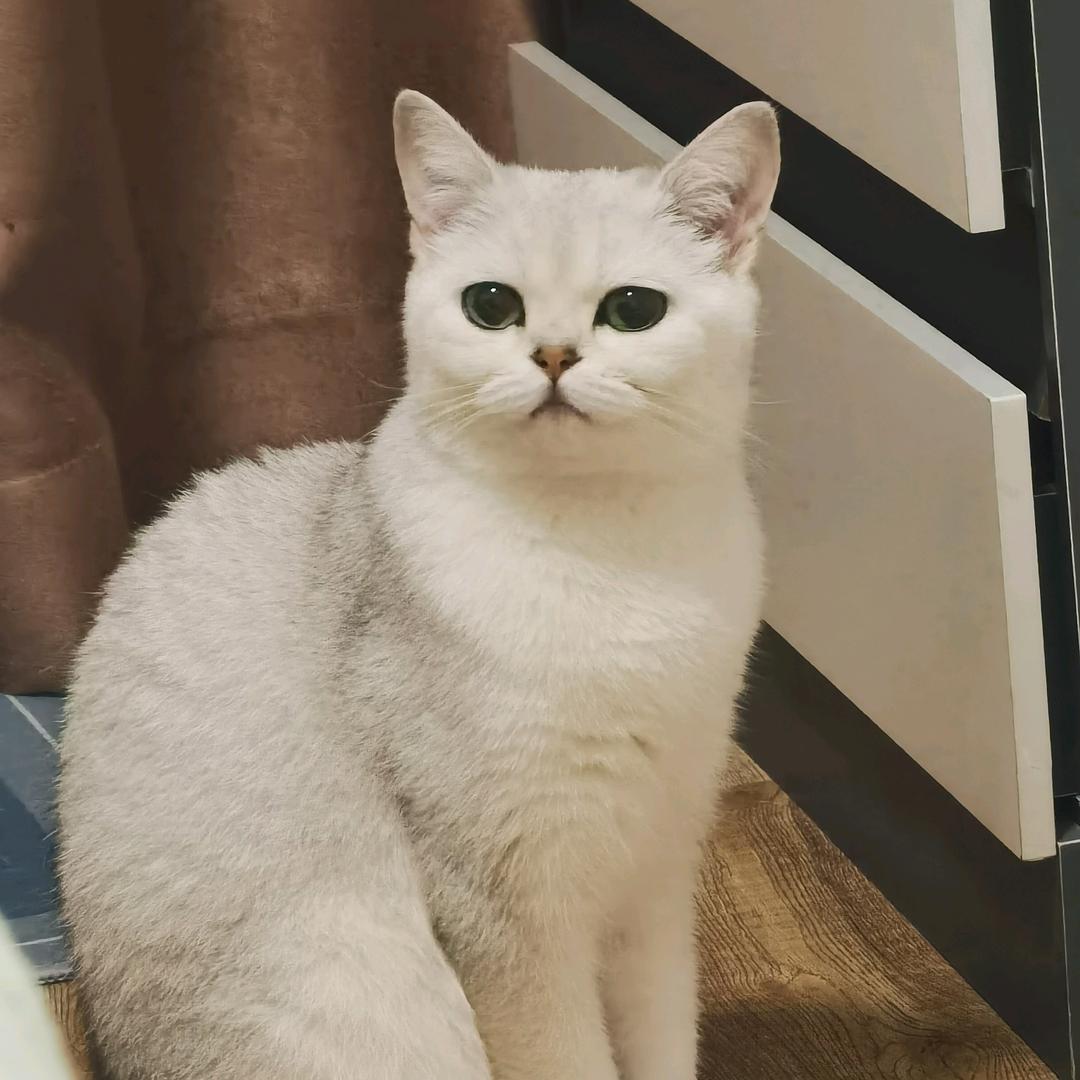 是蜜桃吖