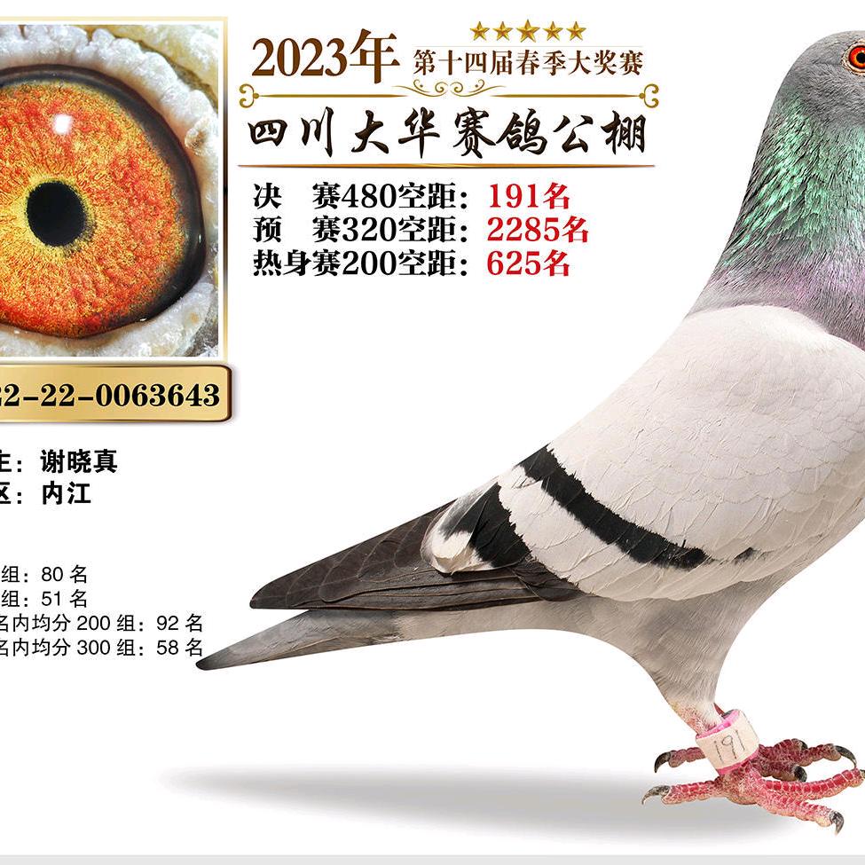 喂鸽子的谢大哥（金牌鸽舍）