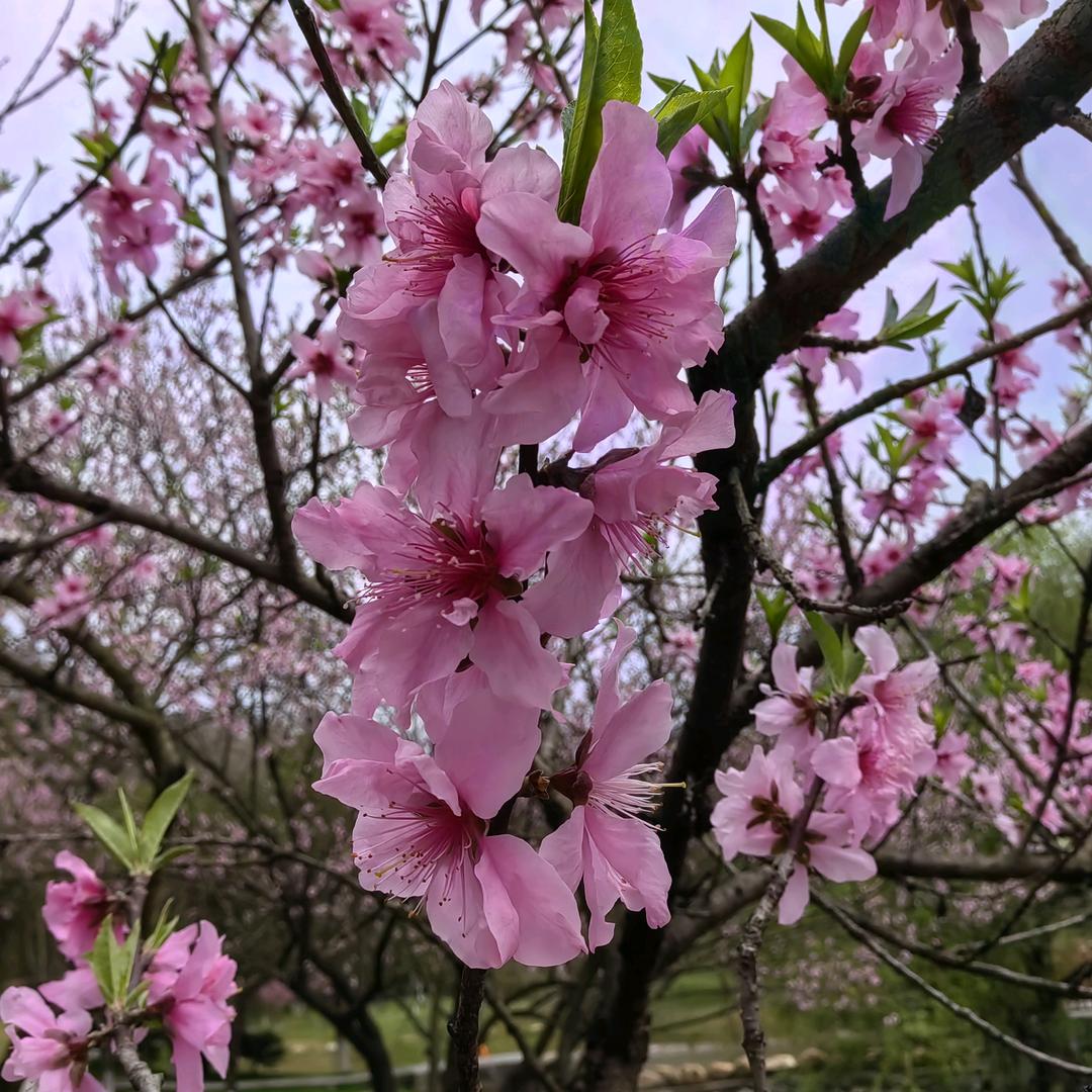 抖自己