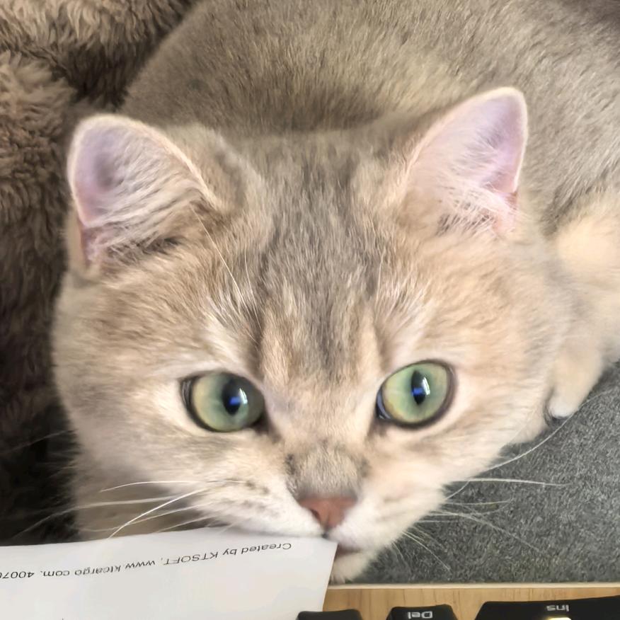 团团是只喵🐱