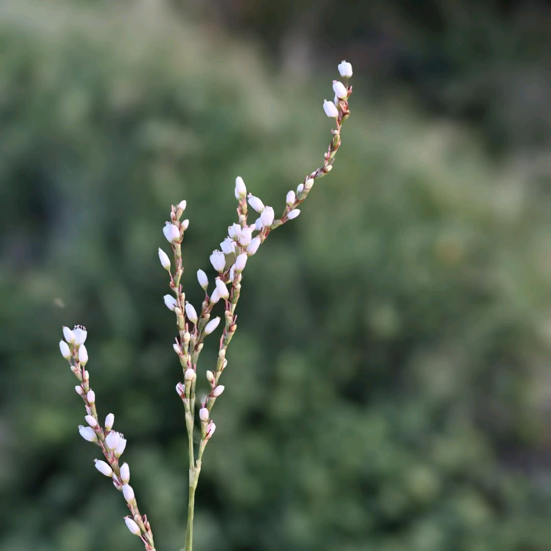柠檬橘子水-S ^  _  *