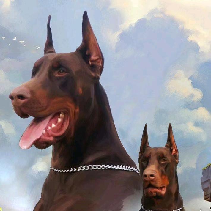 老秦杜宾犬大号