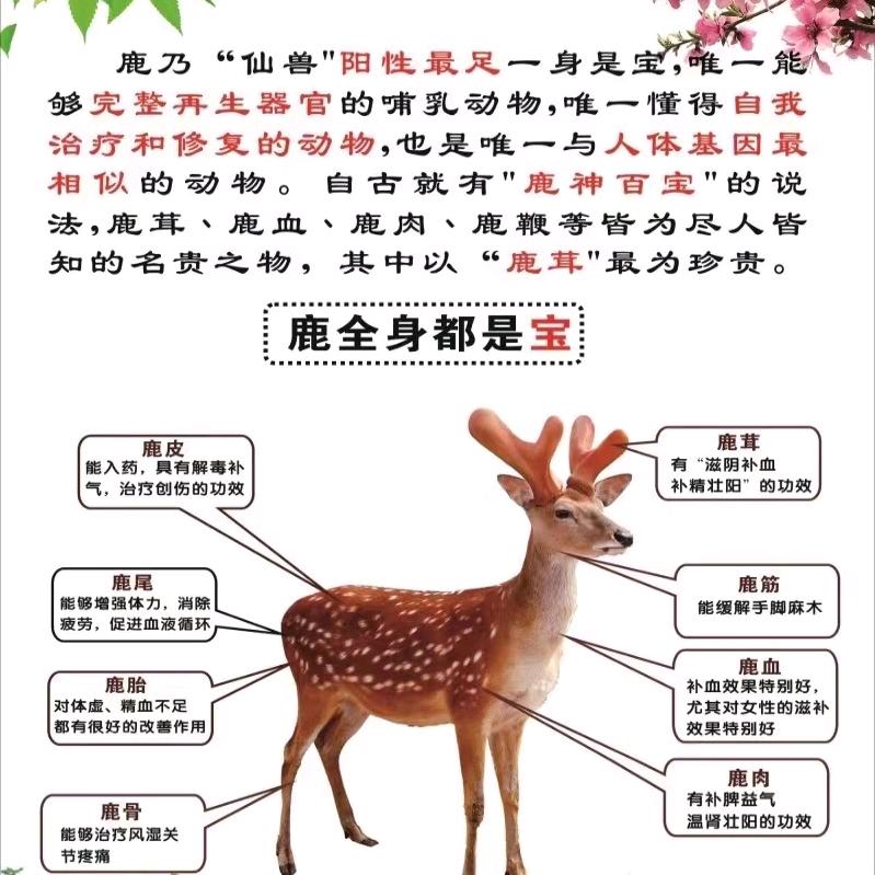 中牟！梅花鹿