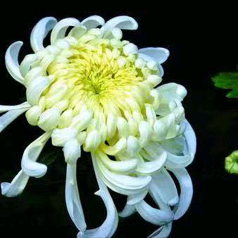 菊花飘杨