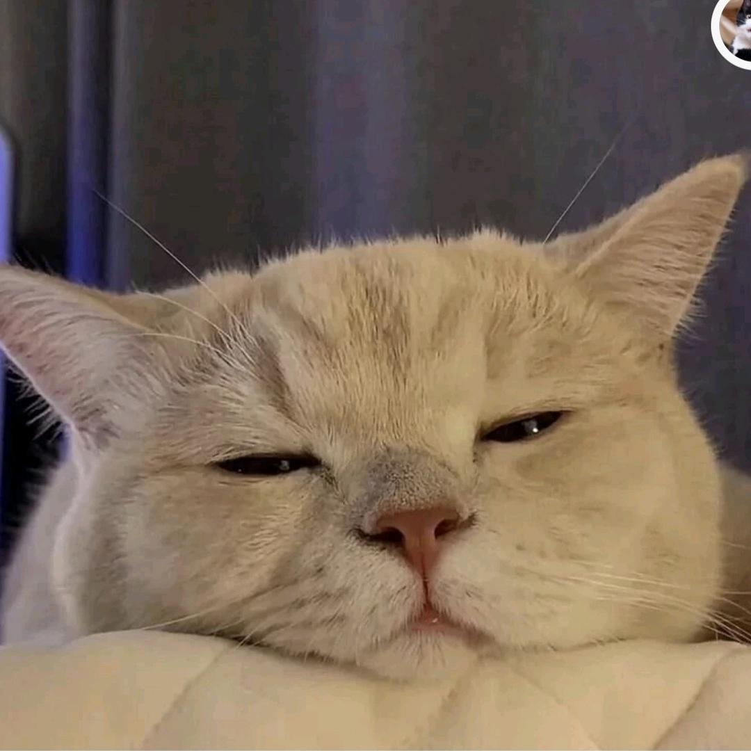 萌萌猫咪