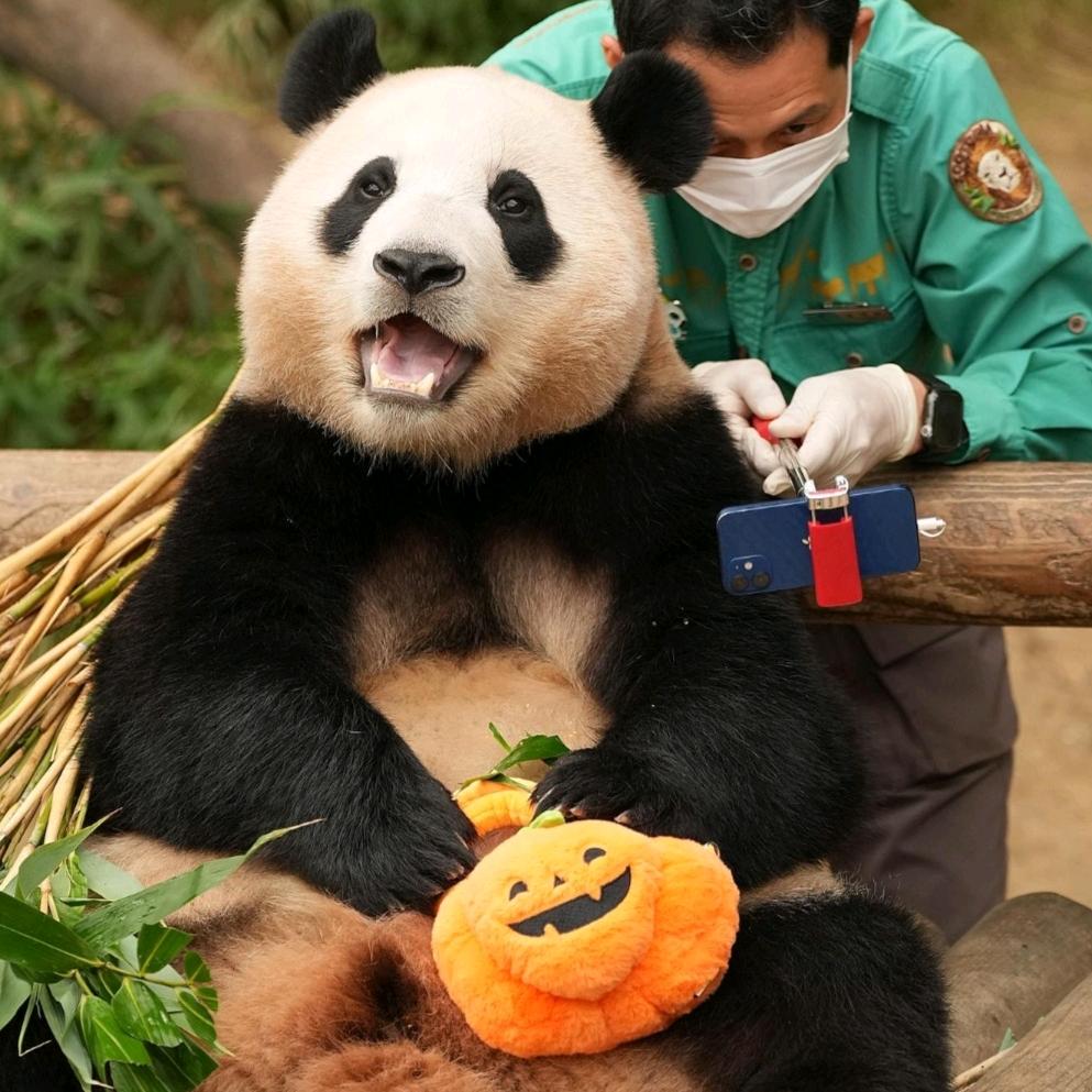 猫熊快跑🐼