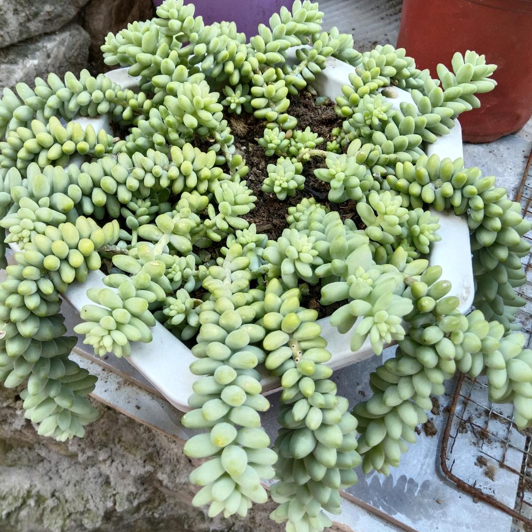 花非花🌺雾非雾