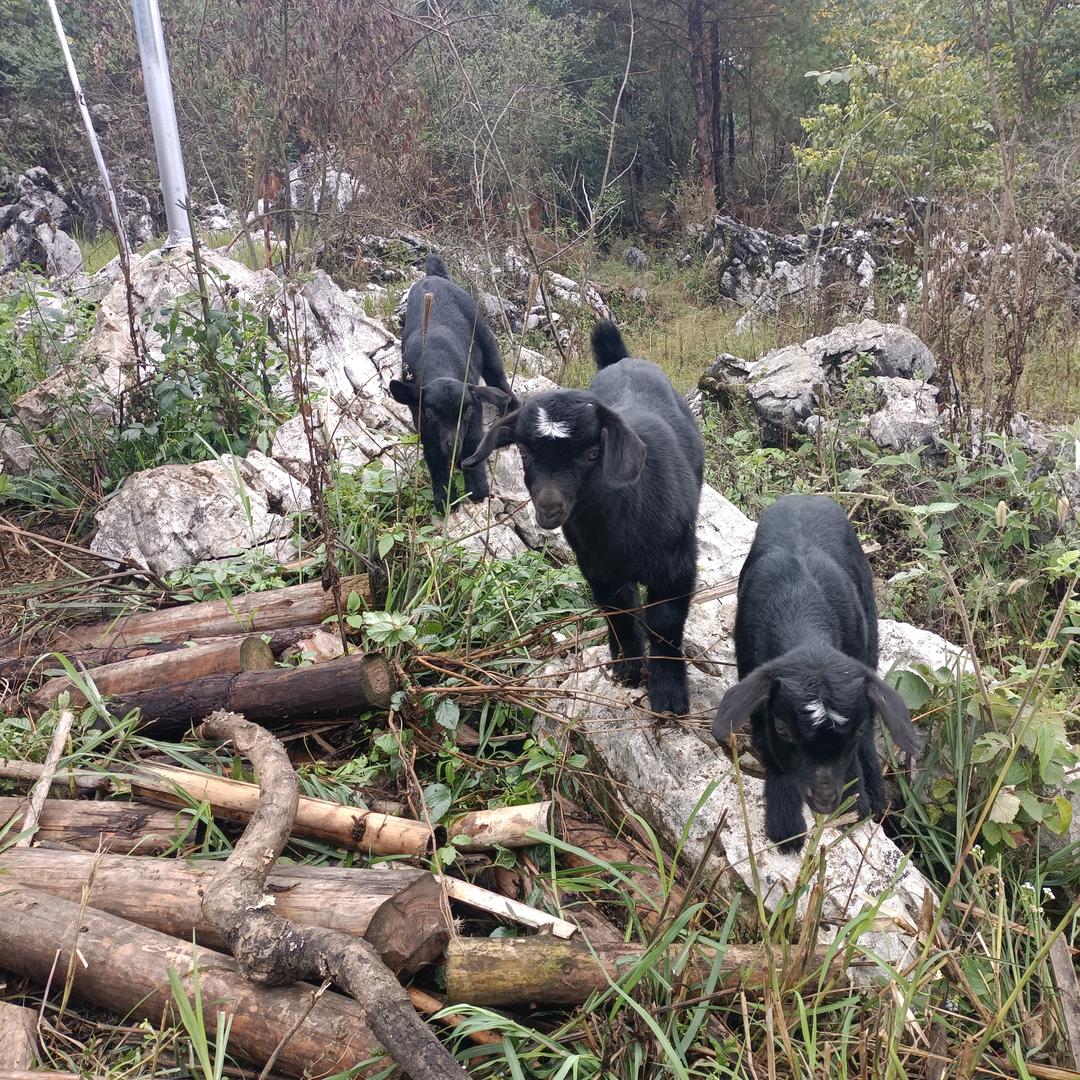 土豆丝《土乡哥》