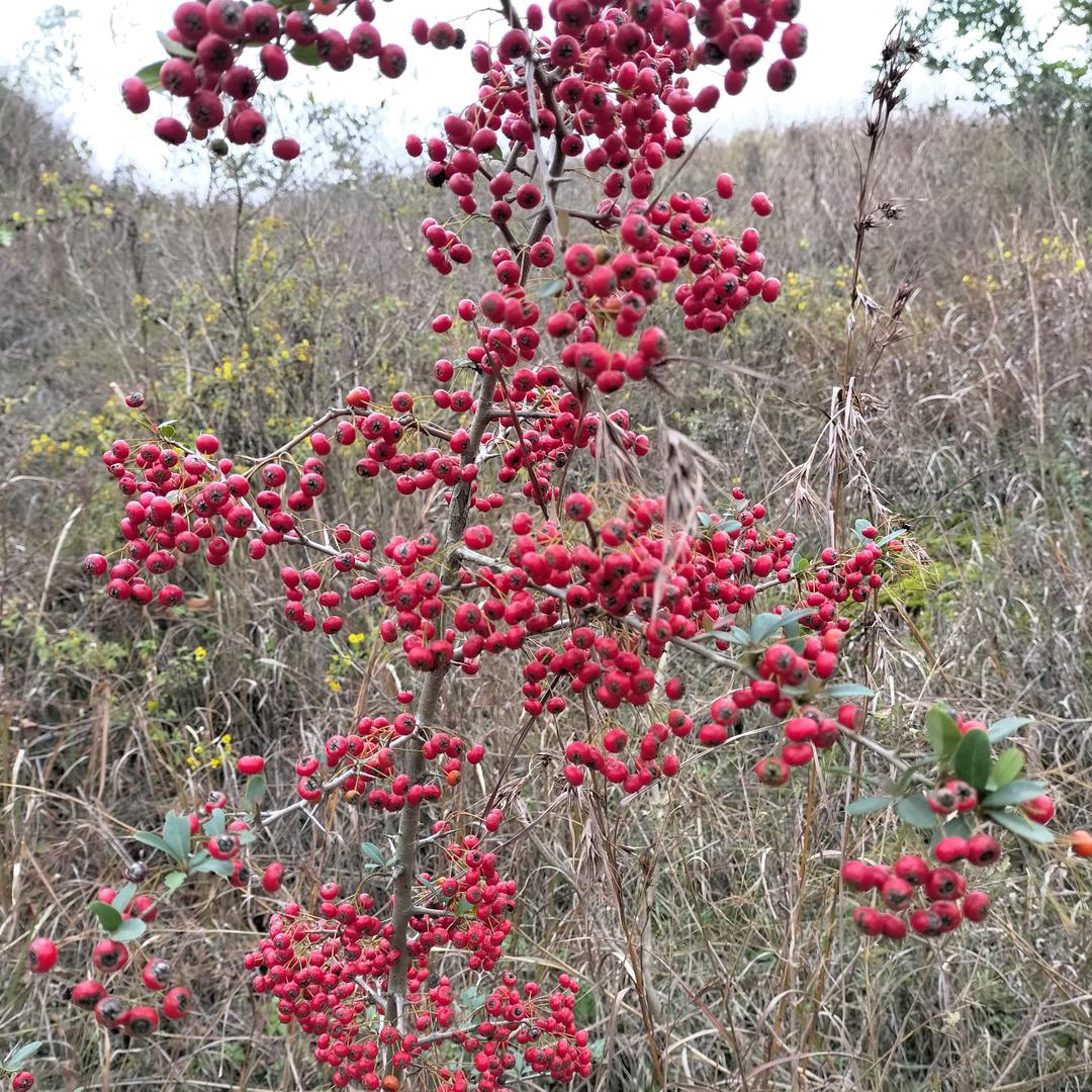 春风十里，不知你