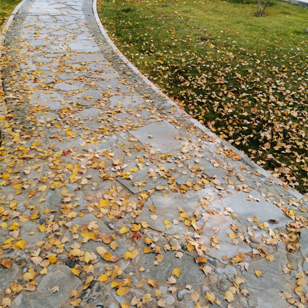 梧桐听雨☔️