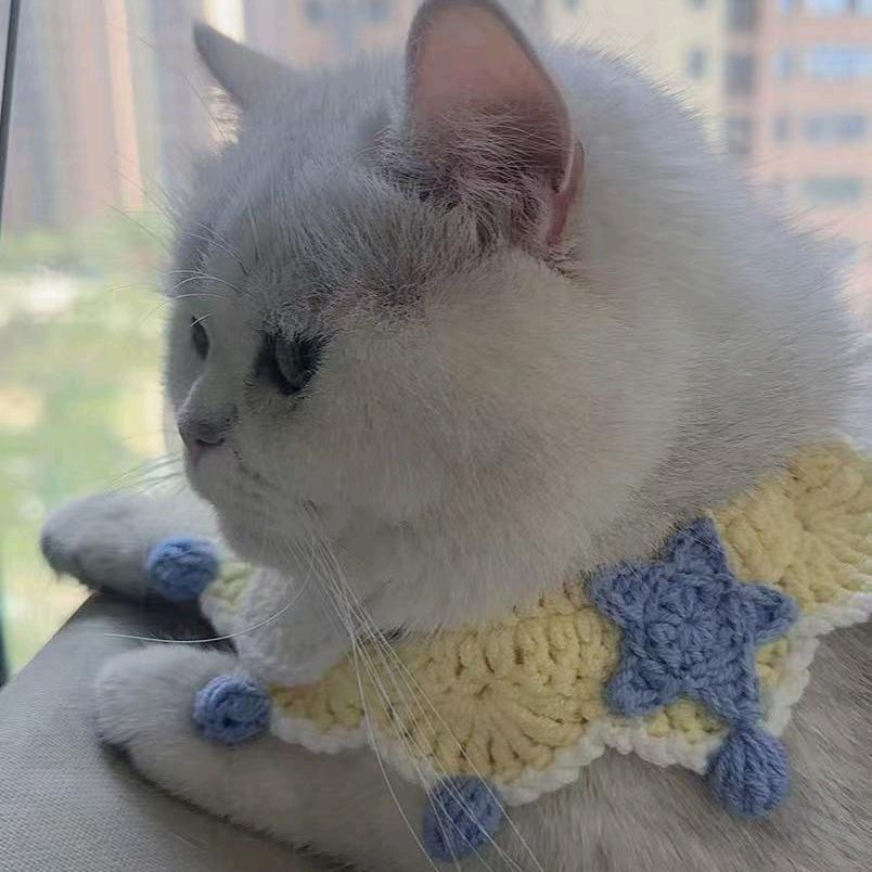 豆豆是只猫