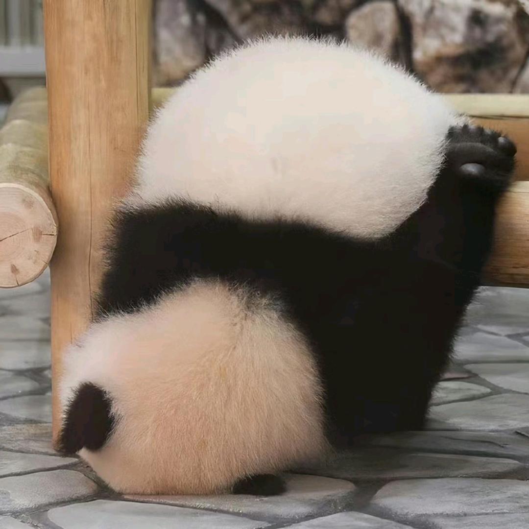 卖报纸的小熊猫🐼