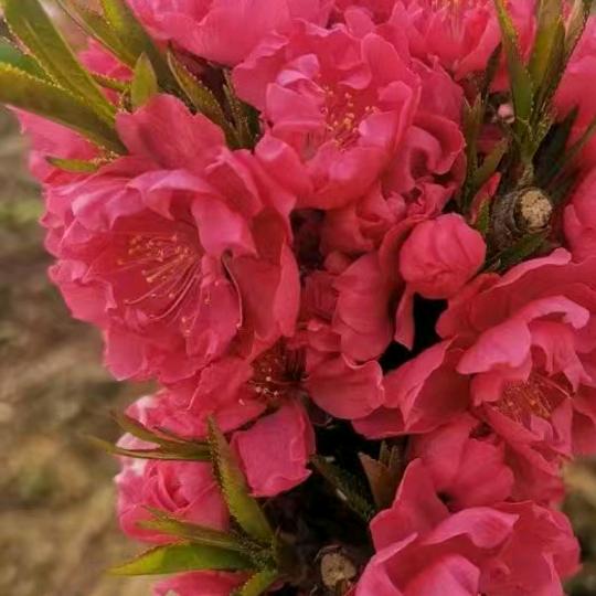 花抖北美冬青石榴基地
