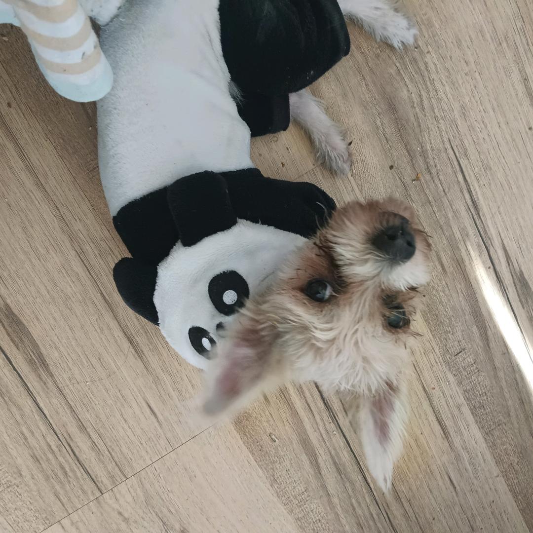 自渡