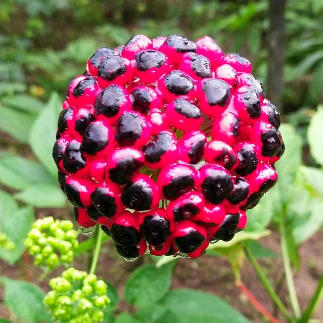 👭相思👫以沫👯