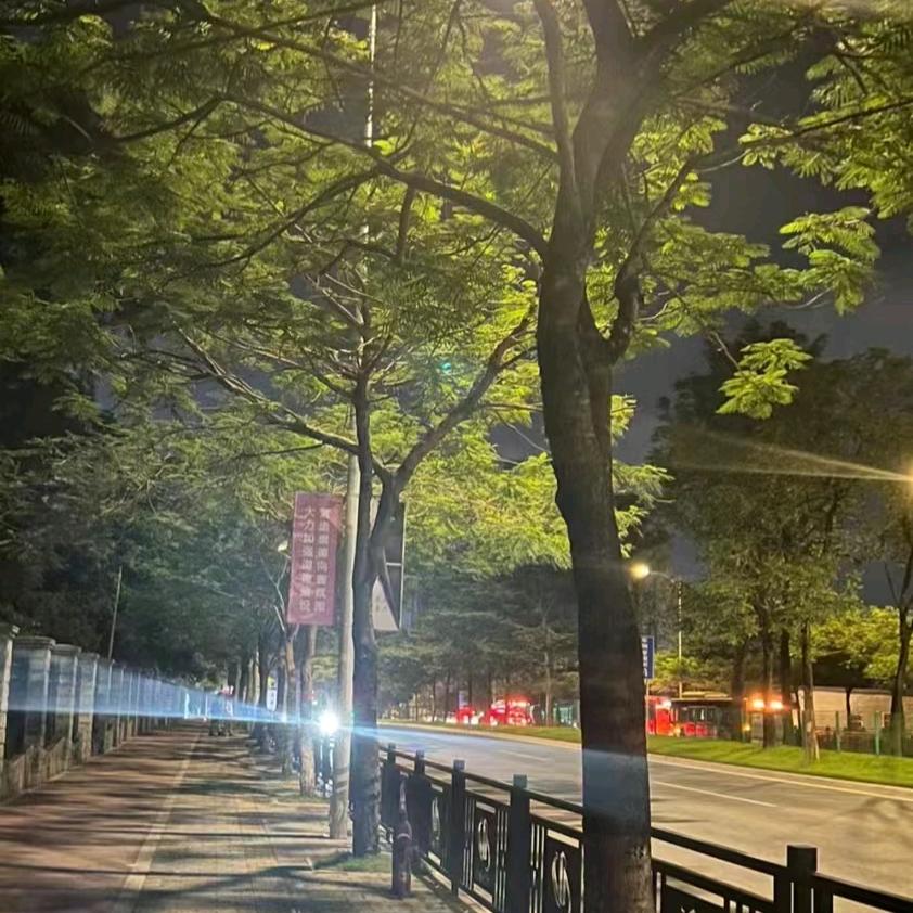 呆小布