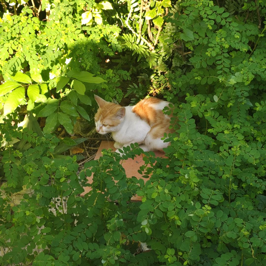 🐱