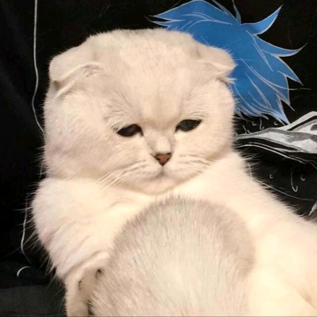 正义的猫