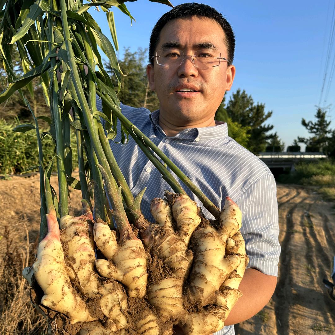 我是一棵姜