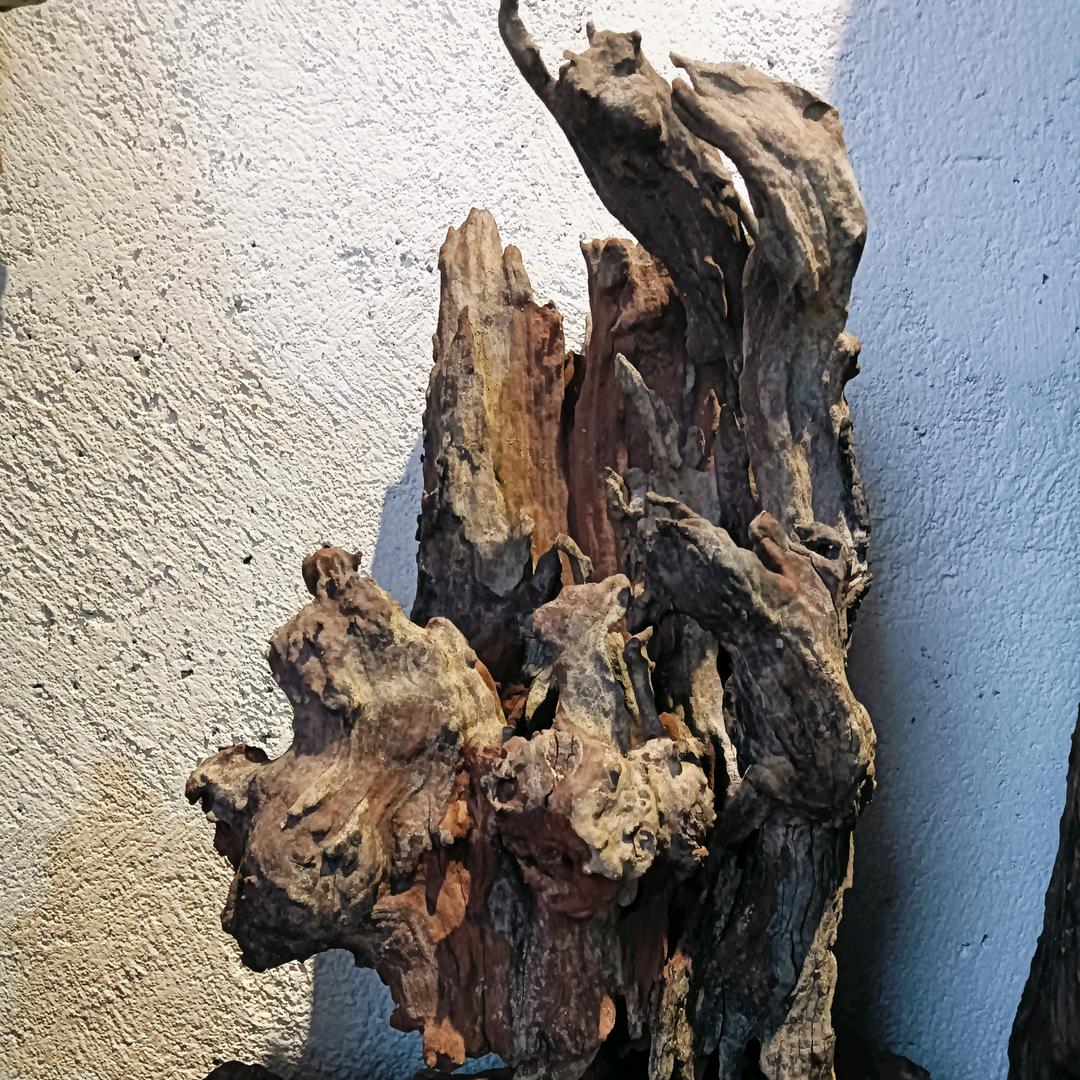 盆景木艺爱好者