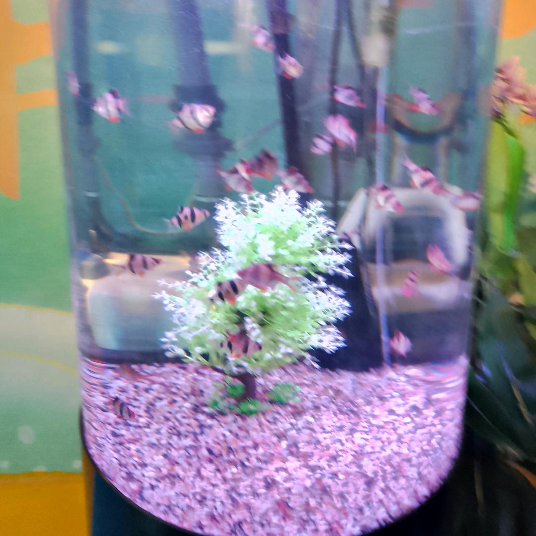 程萧