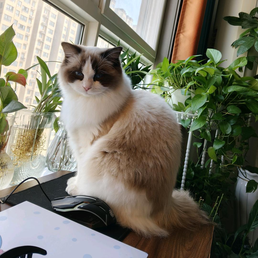 小仙女 花花吖💐