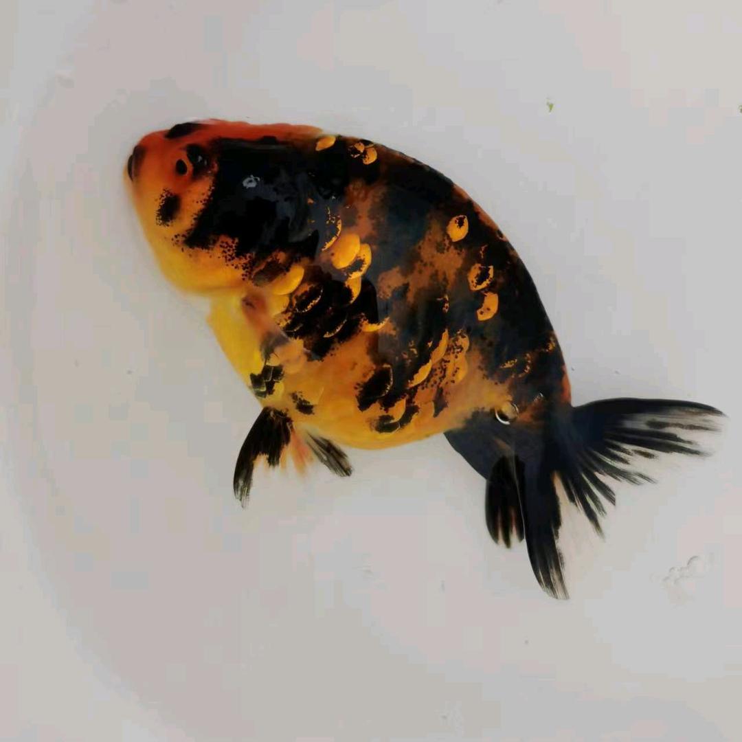 梦源观赏鱼