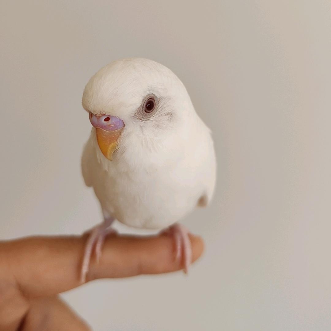 王子是只鸟