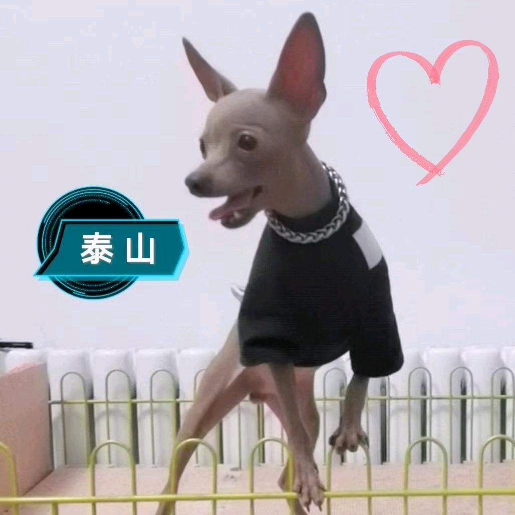 小亮家鹿犬繁育中心（直播号）
