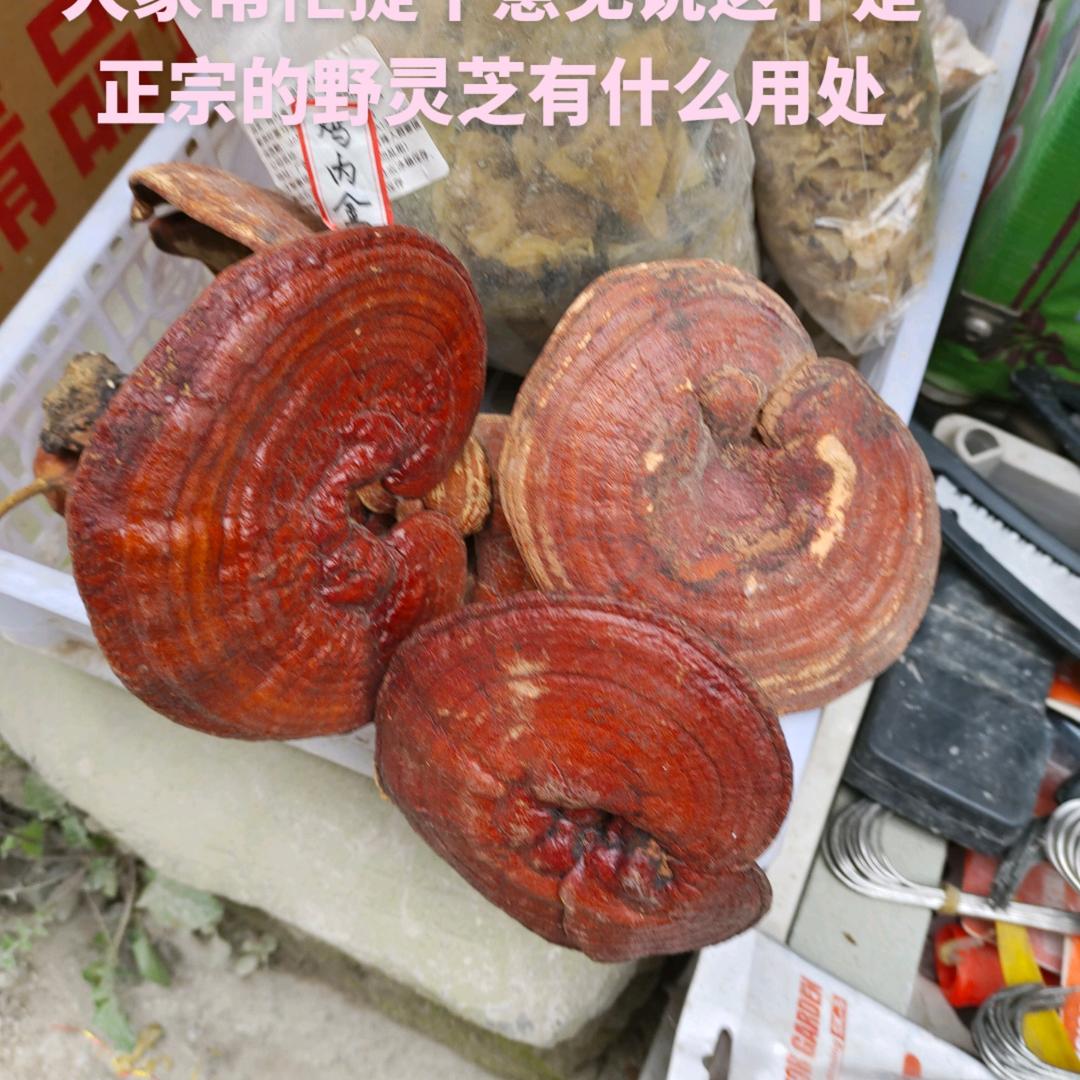 凡事靠自己
