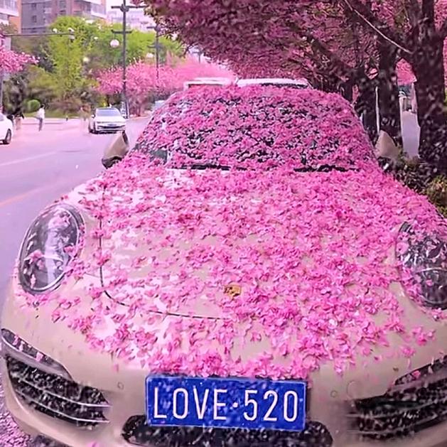 可爱到爆的猫咪