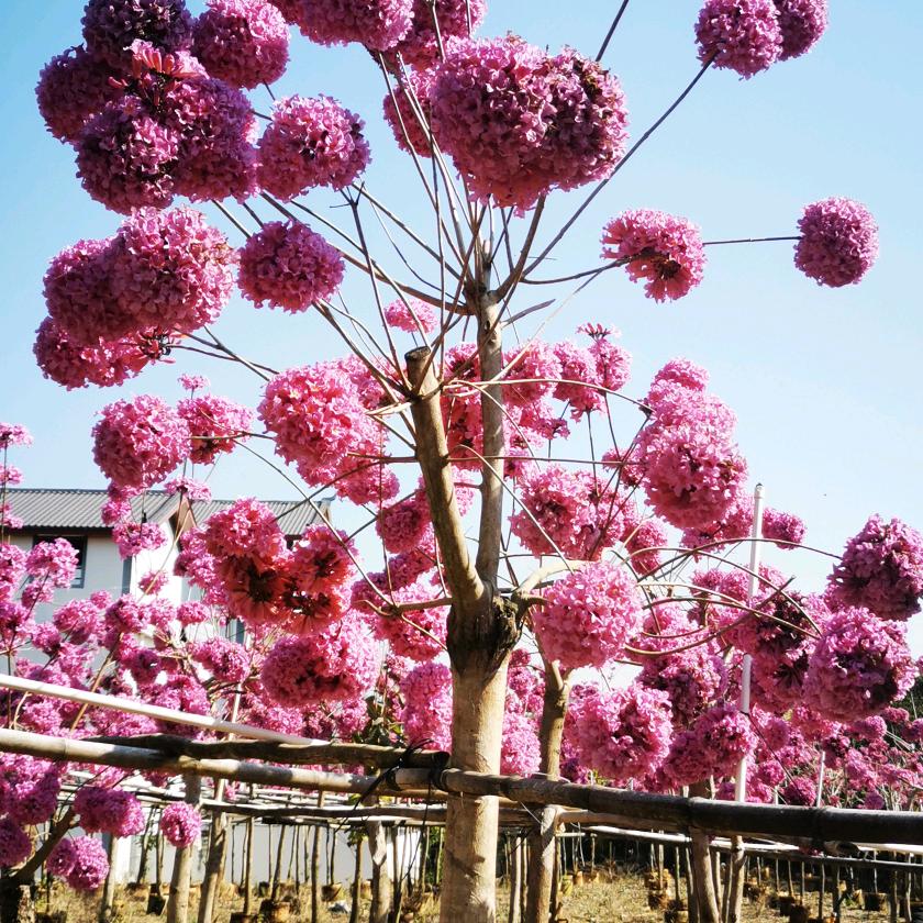 阿钧#大绣球紫花风铃#嫁接