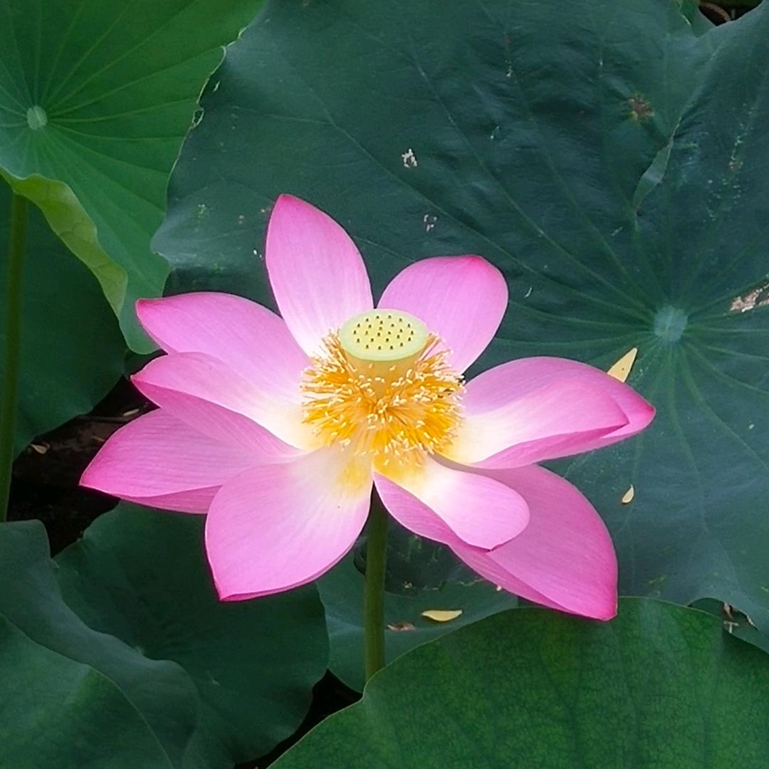 兔子妈