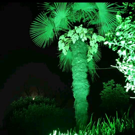 开心果1
