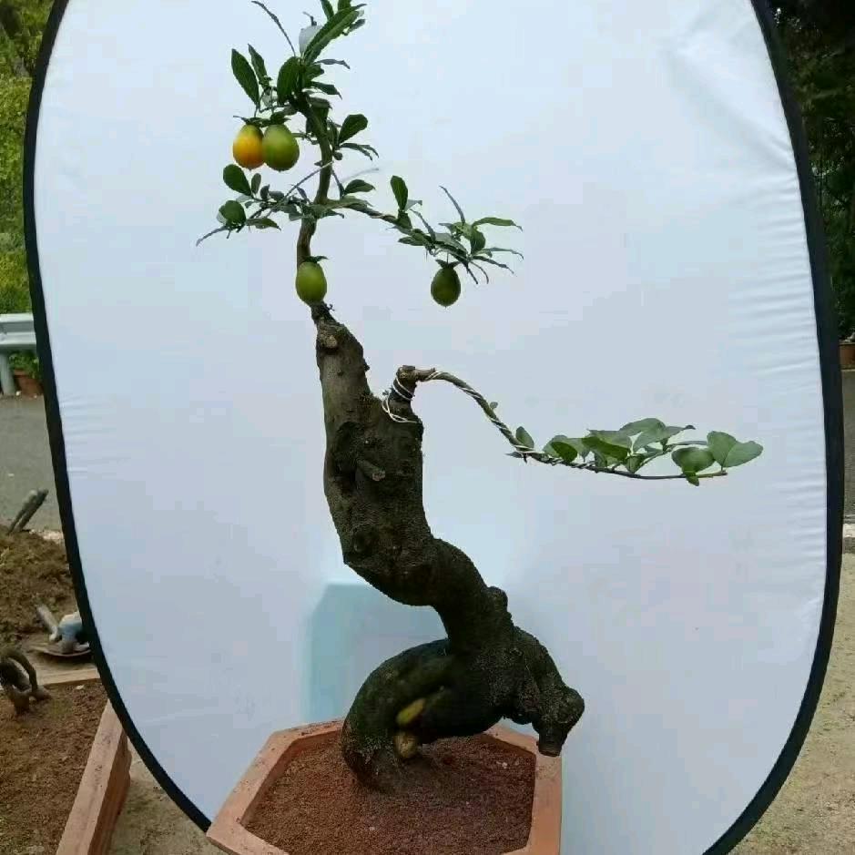 农村娃金弹子盆景园艺