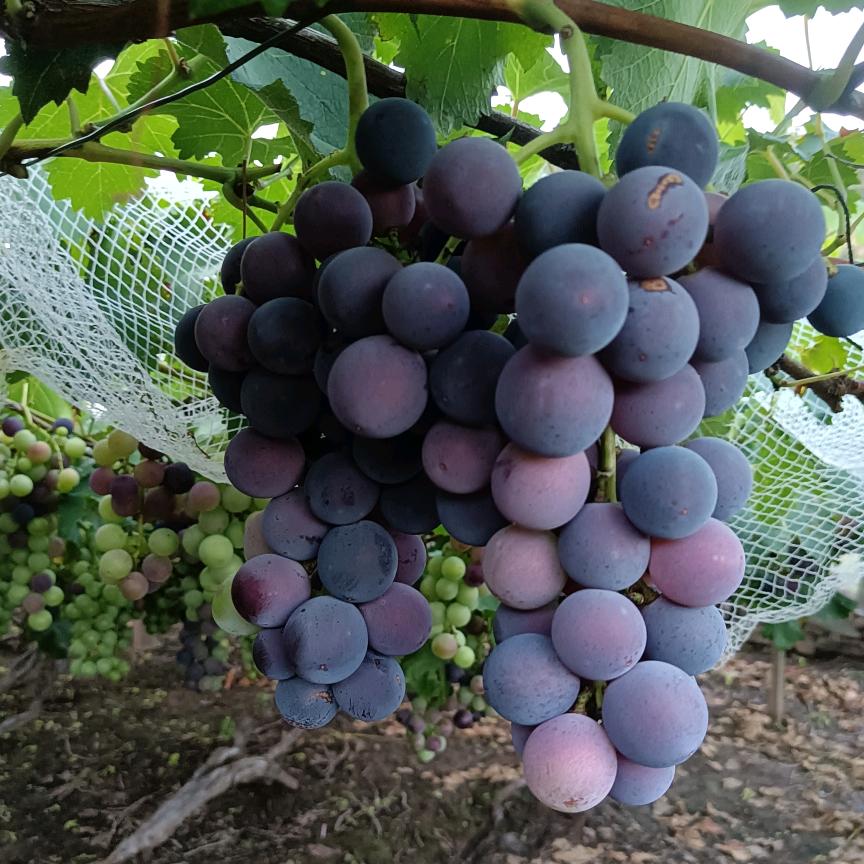 亚飞葡萄采摘园