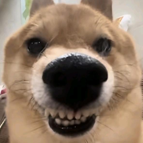 羊村你懒哥⚡️.L