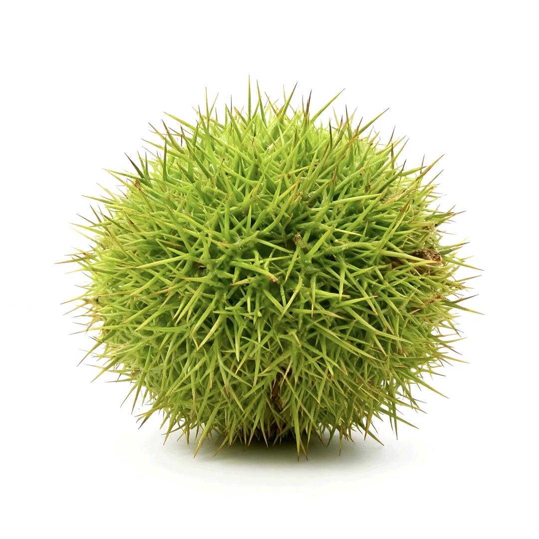 🍐