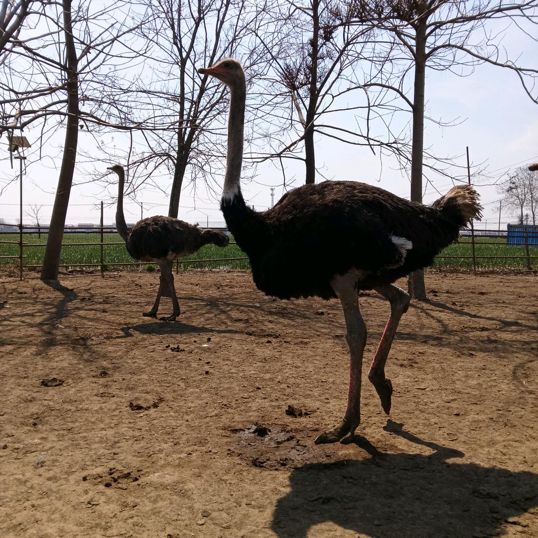 周口市老美驼鸟养殖