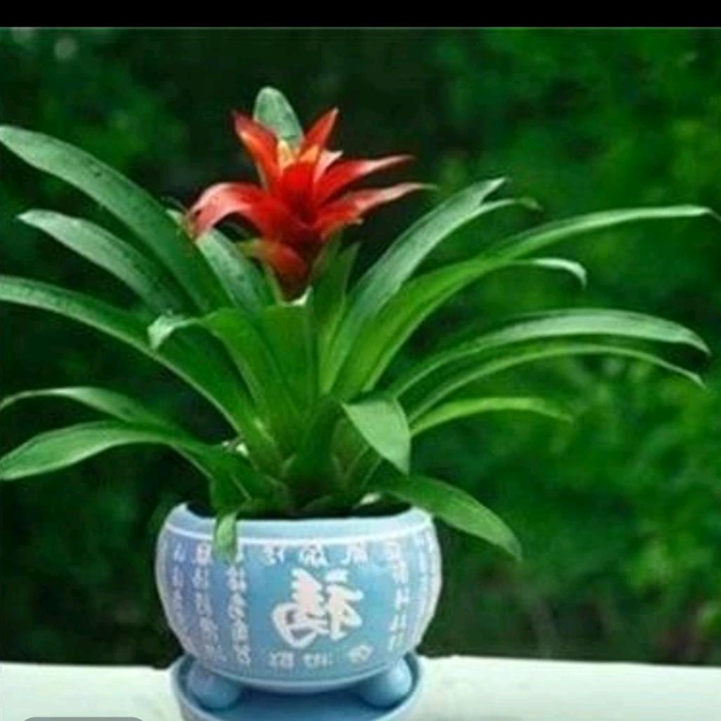 错把敷言当承诺